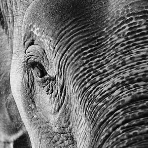 Elephant Quadratisch