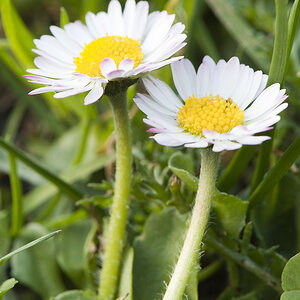MOT6252 Gänseblümchen
