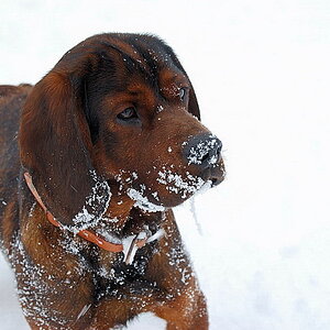 Schneefan a204666140001
