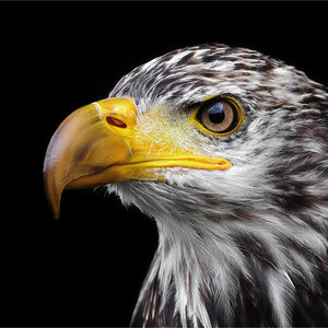 Weisskopfseeadler