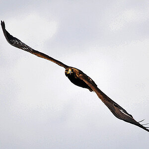 Steinadler im Anflug