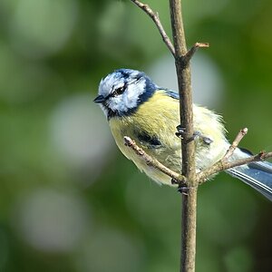 besondere Blaumeise