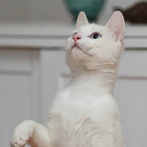 web Katzen 100402 3266