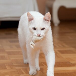 web Katzen 100402 3274