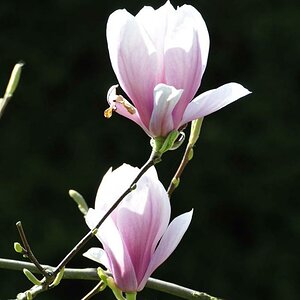 Magnolie1