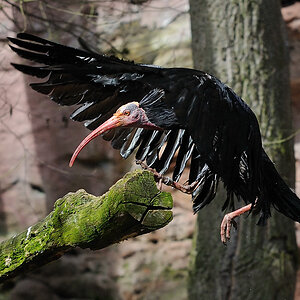 Waldrapp Tiergarten Nürnberg