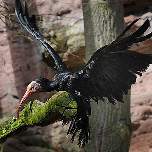 Waldrapp Tiergarten Nürnberg