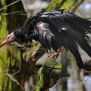 Waldrapp Tiergarten Nürnberg