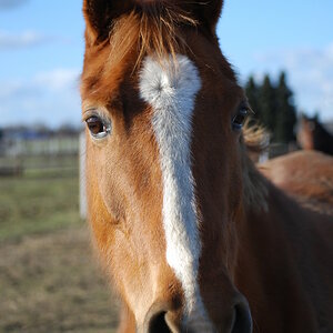 Pferd 1