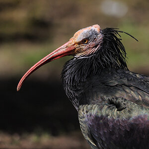 Waldrapp Tiergarten Nürnberg