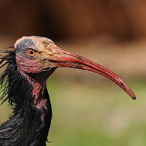 Waldrapp Tiergarten Nürnberg