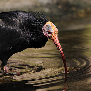Waldrapp Tiergarten Nürnberg