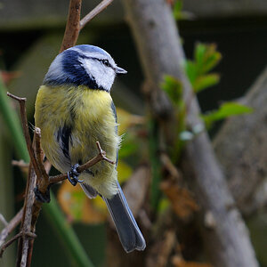 Blaumeise
