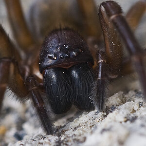Spinne 04