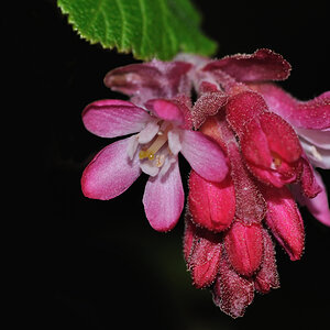 topvioa