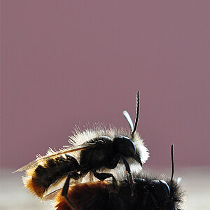 NF Mauerbienen