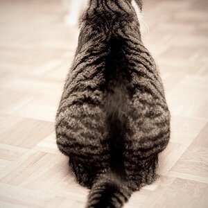 web Katzen 100402 3292