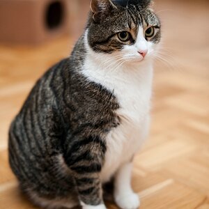 web Katzen 100402 3291 3