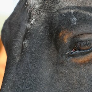 comp DSC 7027