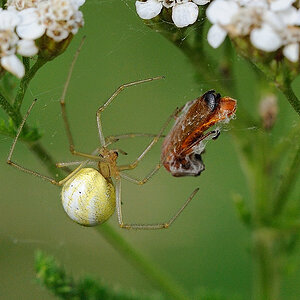 Baldachinspinne bereitet sich einen Weichkäfer (Rhagonycha fulva) 03