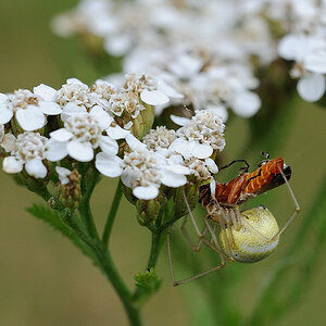 Baldachinspinne bereitet sich einen Weichkäfer (Rhagonycha fulva) 02