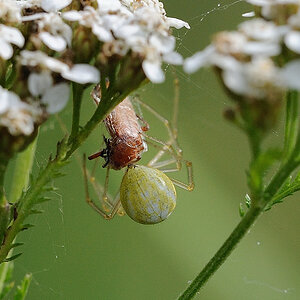 Baldachinspinne bereitet sich einen Weichkäfer (Rhagonycha fulva) 05