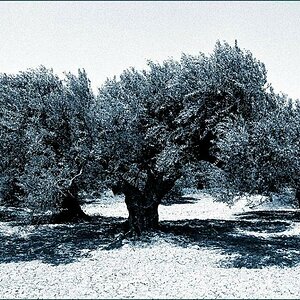 kreta olive 2W