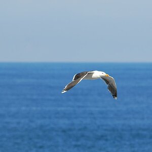 Segelschif Möwe