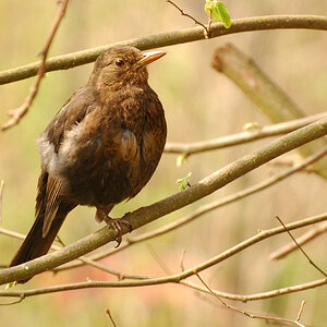 DSC 3964 Amsel 1024