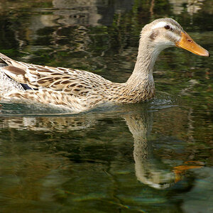 DSC 3606 1000 ente