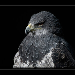 Kordillerenadler