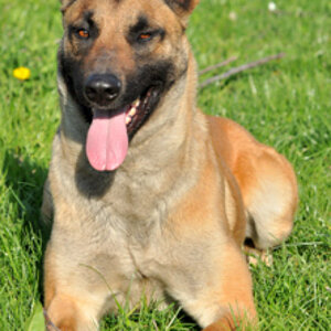 Ginger17042010Platz002Forum