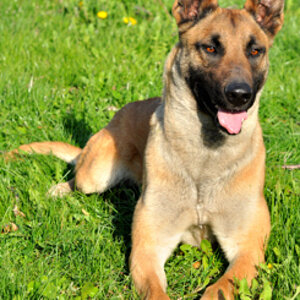 Ginger17042010Platz003Forum