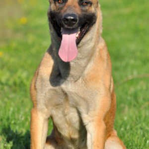 Ginger17042010SitzForum