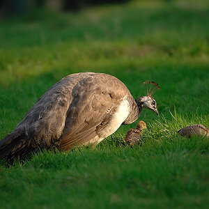 Wildpark Granat 2009 08 14 D2X 4460 1a

· http://www.nikon-fotografie.de/vbulletin/showpost.php?p=1311295&postcount=2693