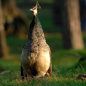 Wildpark Granat 2009 08 14 D2X 4471 1a

· http://www.nikon-fotografie.de/vbulletin/showpost.php?p=1311295&postcount=2693