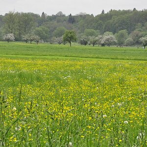 Frühlingswiese im Wiesental