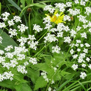 Blumen am Boden