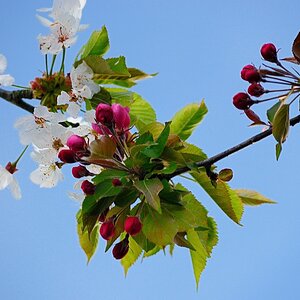 DSC 0287 900
Zierapfel und Vogelkirsche
