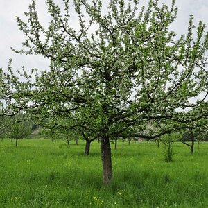 Obstbaum in voller Blüte