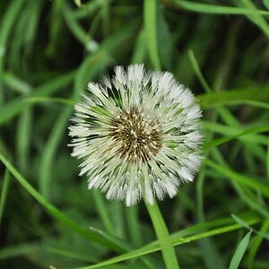 Pusteblume