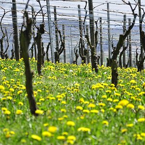 Weinberge am Wunnenstein