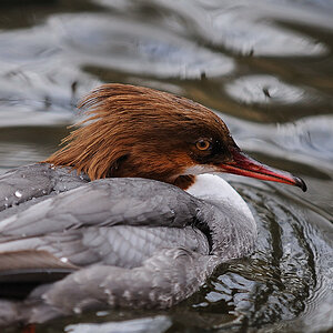 Gänsesäger weibl.
Nordamerika
Tiergarten Nürnberg