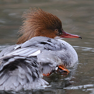 Gänsesäger weibl.
Nordamerika
Tiergarten Nürnberg