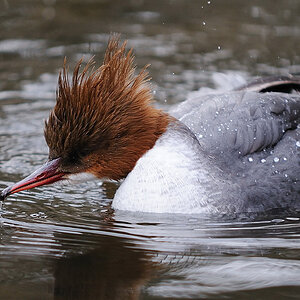 Gänsesäger weibl.
Nordamerika
Tiergarten Nürnberg