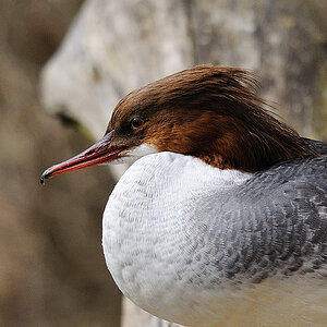 Gänsesäger weibl.
Nordamerika
Tiergarten Nürnberg