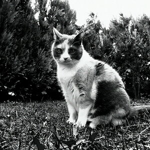Katze sw