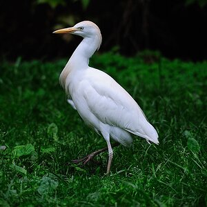 Kuhreiher