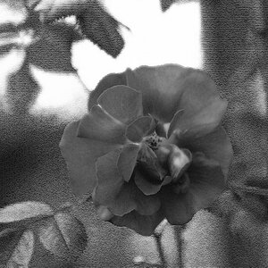 DSCF0637asw