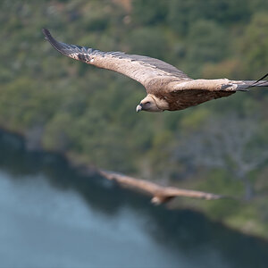 extremadura geier 3